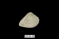 藏品(歪簾蛤 )的圖片